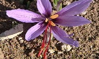 Saffron: on the trail of the most expensive spice in the world