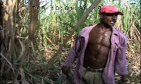 Dominican republic : slaves of the sugar cane