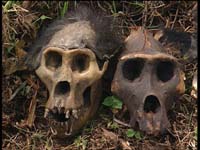 Rwanda : Gorillas in the war