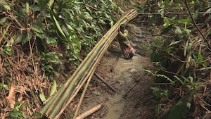 BANGLADESH: the slaves of the bamboo