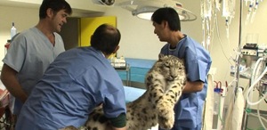 SOS wild animal vets - episodes 1 & 2