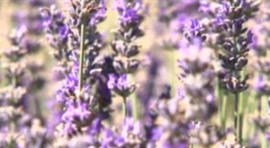 LAVENDER: THE BLUE GOLD OF PROVENCE UNDER THREAT