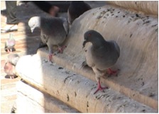 Paris: uncivil behaviour