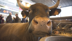 Show cattle and first class products: the champions of the Agricultural Show