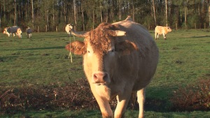 The Mystery of the Cow Killers