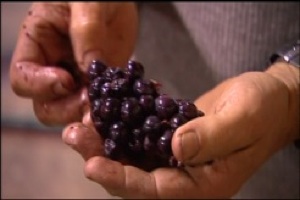 Is wine still a natural product?